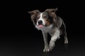Border collie funny portrait. dog in studio on black background Royalty Free Stock Photo