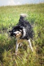 Border collie is going in the field Royalty Free Stock Photo