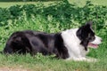 A border collie in a grassy field