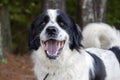 Border Collie Great Pyrenees mixed breed dog