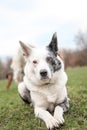 Border collie Royalty Free Stock Photo