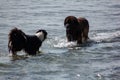 Border Collie having fun on the beach jumping into the sea to swim at the beach of Sottomarina. here we see it with a beautiful Te