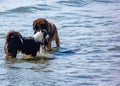 Border Collie having fun on the beach jumping into the sea to swim at the beach of Sottomarina. here we see it with a beautiful Te