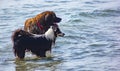 Border Collie having fun on the beach jumping into the sea to swim at the beach of Sottomarina. here we see it with a beautiful Te