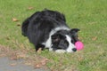 Border Collie with her pink ball waiting to play.