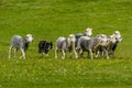 Border collie herding a flock of sheep Royalty Free Stock Photo