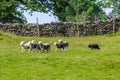 Border collie herding a flock of sheep Royalty Free Stock Photo