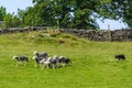 Border collie herding a flock of sheep Royalty Free Stock Photo