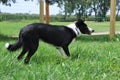 Border Collie Herding Inside Fence Royalty Free Stock Photo