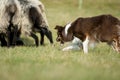 Border Collie Herding Sheep Royalty Free Stock Photo