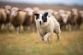 a border collie herding sheep Royalty Free Stock Photo