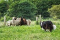 Border collie herding sheep Royalty Free Stock Photo