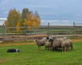 Border collie herding