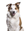 Border Collie with Heterochromia looking at camera against white