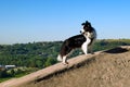 Border Collie High on a Rock