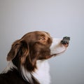 Border Collie holds a piece of refreshment on his nose