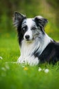 Border collie dog lying meadow