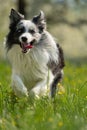 Border collie dog in a spring meadow Royalty Free Stock Photo