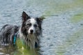 Border collie dog standing in a lake Royalty Free Stock Photo