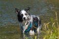 Border collie dog standing in a lake Royalty Free Stock Photo