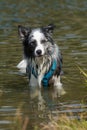 Border collie dog standing in a lake Royalty Free Stock Photo