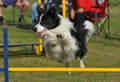 Border Collie jump