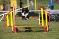 Border Collie jumping on agility competition Royalty Free Stock Photo