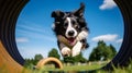 Border collie jumping in the air against a green outdoor backdrop. Happy dog rushing through agility tunnel, playing