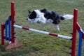 Border Collie Jumping over agility obstacle