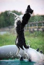 Border Collie jumping over the water drops Royalty Free Stock Photo
