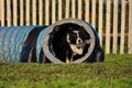 Border Collie Jumps out of Agility Tunnel Royalty Free Stock Photo