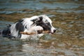 Border collie jumps out of the water Royalty Free Stock Photo