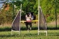 Border Collie Jumps over Agility Hurdle