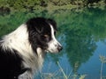 Border collie