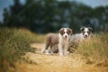 Border collie puppies on a lane with nature background Royalty Free Stock Photo