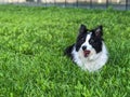 Border collie on the grass. Royalty Free Stock Photo