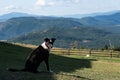 Border collie on lawn with wood fence in front of scenic mountaintop view, Eastern Washington State, USA