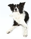 Border Collie Laying