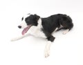 Border Collie Laying Down