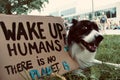 A Border Collie laying next to cardboard with the inscription "wake up humans there is no planet B"