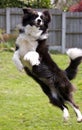 Border Collie Leaping