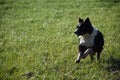 Border Collie Leaping in the Air in a Field