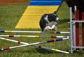 Border Collie leaping over jump at agility trial