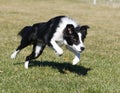 Border collie leaping at the park