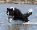 Border Collie Leaping In Water