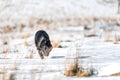 Border collie leaping through a winter landscape of freshly fallen snow