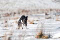 Border collie leaping through a winter landscape of freshly fallen snow