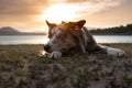 Border Collie lies beach, close up portrait. Dog's muzzle lies on front paws. Pet rest near lake at dawn Royalty Free Stock Photo