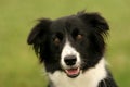 Border collie look Royalty Free Stock Photo