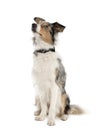 Border Collie looking up, 2 years old Royalty Free Stock Photo